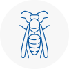 Canvey Island Wasp Nest Removal